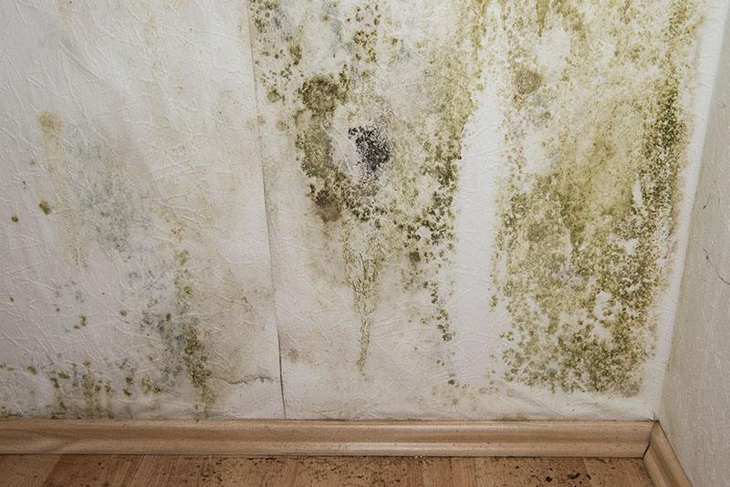 Mold Removal And Remediation Las Vegas NV Best Service